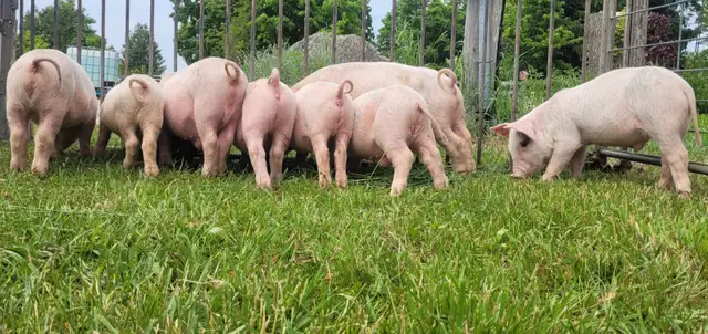 Heritage breed naturally raised piglets in Livestock in Owen Sound - Image 5