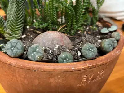 rare Mexican cacti babies, View more