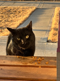 FOUND BLACK CAT IN EDMONTON (Summerside/Ellerslie Area