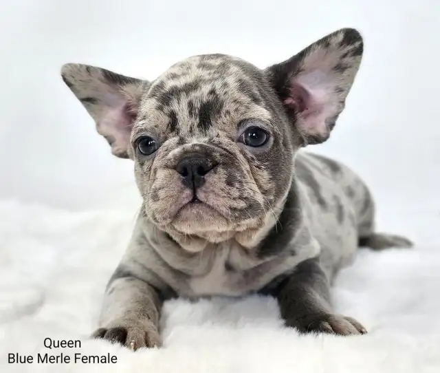 FRENCHTON puppies in Dogs & Puppies for Rehoming in Vancouver - Image 4