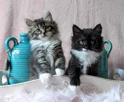 hypoallergenic Siberian kittens, View more