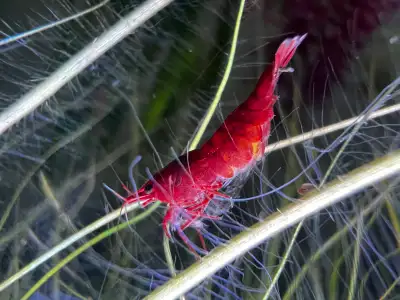 Red Cherry Shrimp, View more