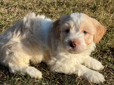 Havanese Poodle Puppies *Nonshedding, Cute, Smart, Family Dogs, View more