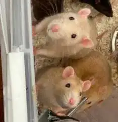 Sweet Rats, View more