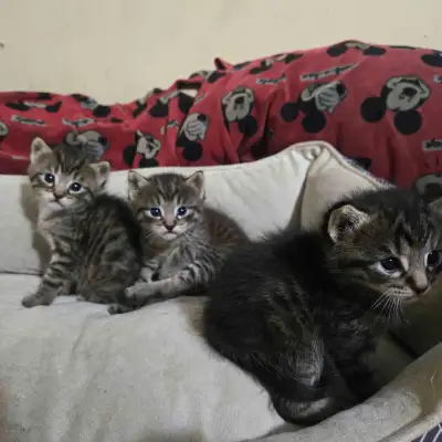 Silver Tabby Companions, View more