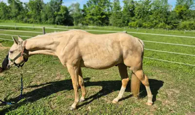 Registered AQHA Palomino gelding, View more