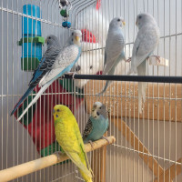 Beautiful Budgies Seeking Loving Homes!