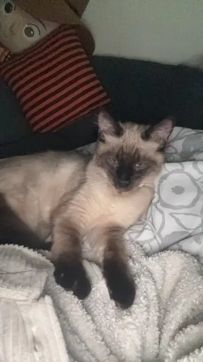 Siamese kitten, View more