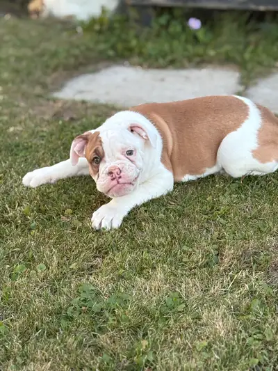 I am excited to share these adorable Old English Bulldog puppies! These little ones are ready to go...