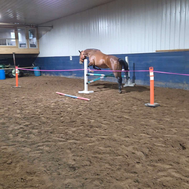 7 yr Warmblood mare in Horses & Ponies for Rehoming in Strathcona County - Image 2