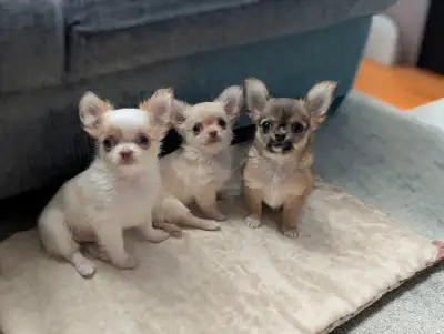 Tiny Long Coat Applehead Chihuahua Puppies, View more