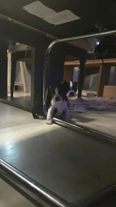 boston  terrien, View more