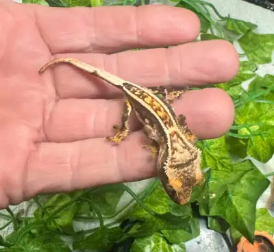 Baby Crested Geckos, View more