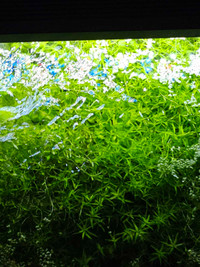 Aquarium Floating Plant - Pearl Weed