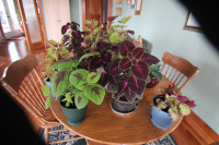 Coleus