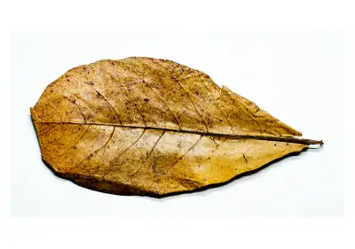 HUGE INDIAN ALMOND LEAVES - LARGEST IN CITY, View more