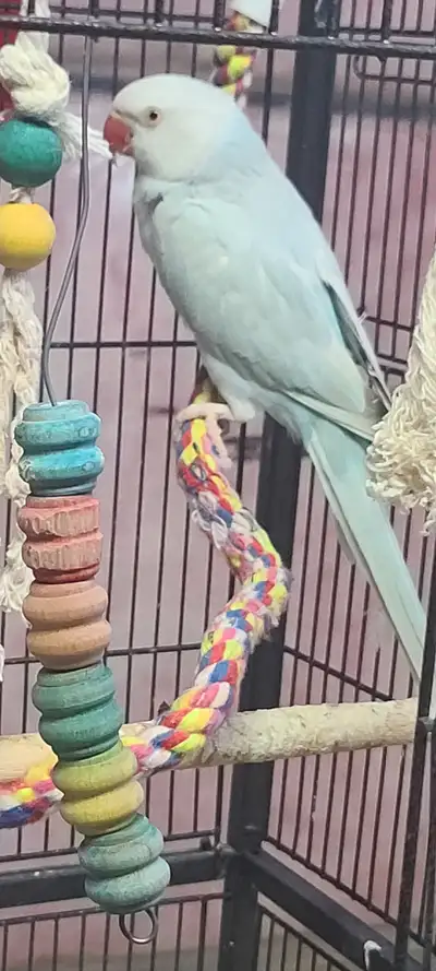 I am selling these two beautiful ringnecks the Lutina is male and the blue one is female. They are 3...
