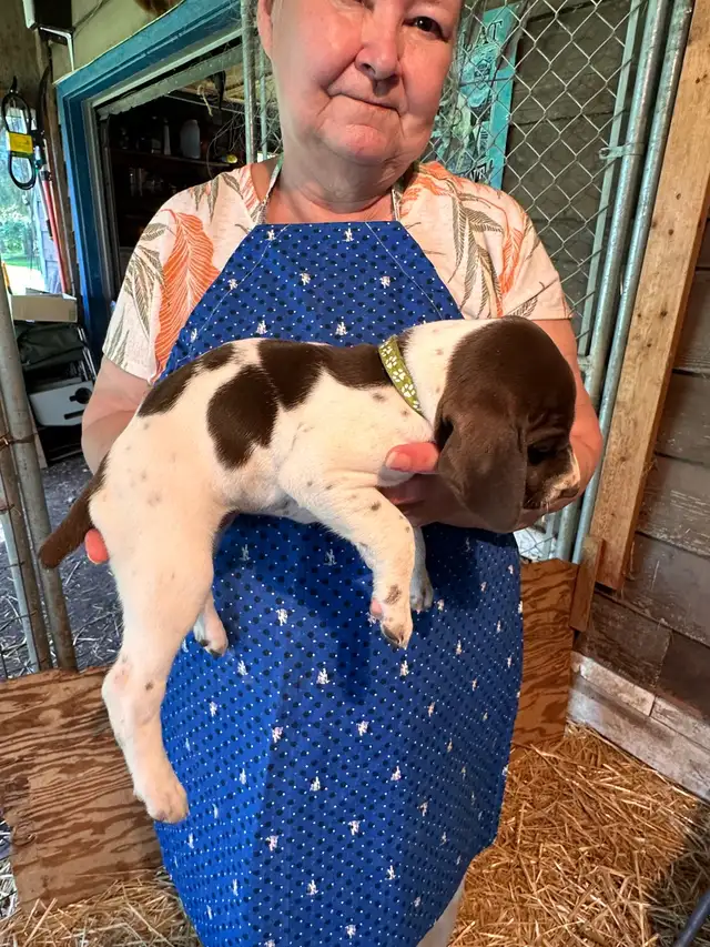 German Shorthaired Pointer  Puppies Wingshot_GSPs in Dogs & Puppies for Rehoming in St. Albert - Image 3