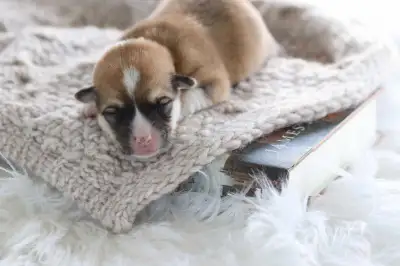 CKC Pembroke Welsh Corgi puppies, View more