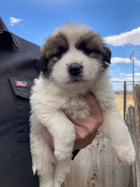 Great Pyrenees mix