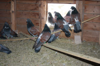 pigeons de race cauchois