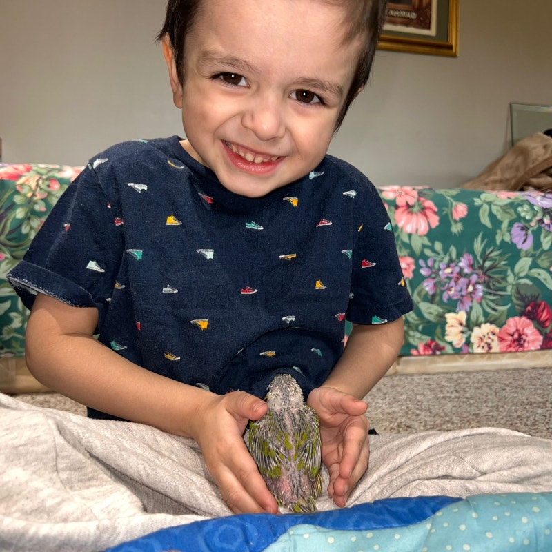 Fully weaned baby conures for sale Birds for Rehoming ChathamKent