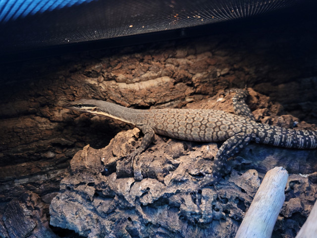 Young Adult Kimberly Rock Monitor in Reptiles & Amphibians for Rehoming in City of Halifax