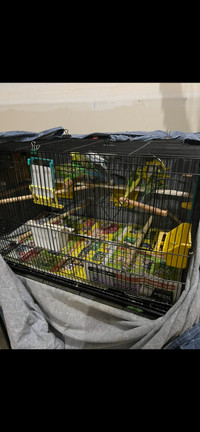Birds+ 2 HUGE cages + all accessories and nest boxes