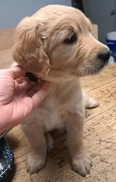 Lovable, loyal, friendly and fun! Golden Retriever puppies avaliable for their new families. Males a...