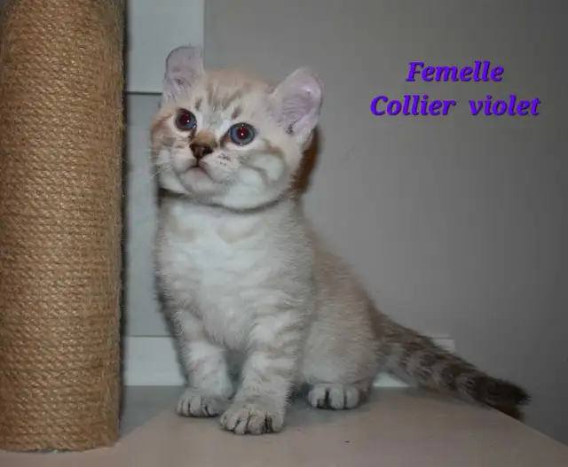 Highland lynx chatons in Cats & Kittens for Rehoming in Lanaudière - Image 8