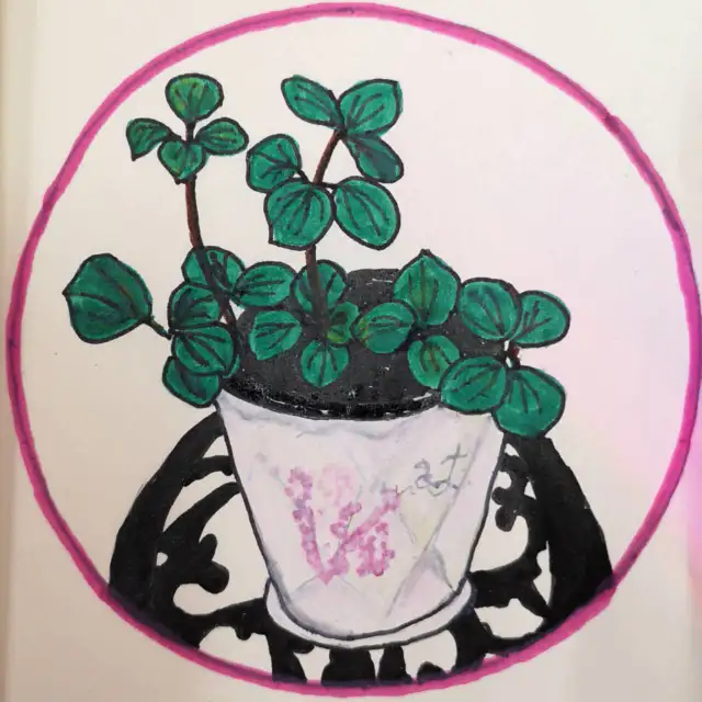 Peperomia Hope with 5-inch plastic pot in Plants, Fertilizer & Soil in City of Toronto - Image 3