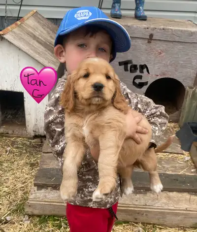 Golden Retriever/Cocker Spaniel puppies!, View more