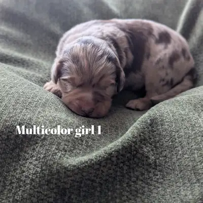 Aussiedoodle puppies, View more