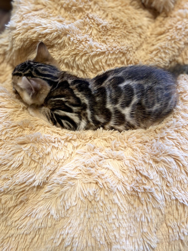 TICA registered bengal kitten for sale  in Cats & Kittens for Rehoming in London - Image 4