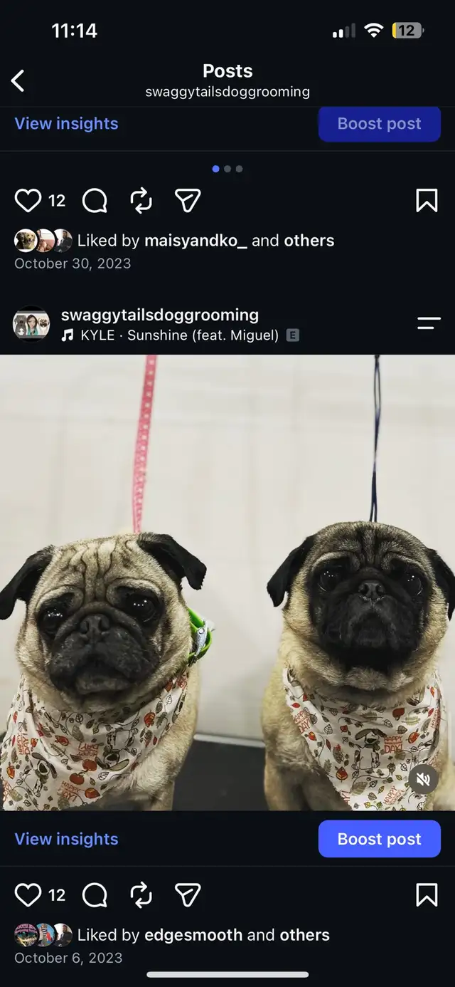 Dog Grooming 528474588997888005