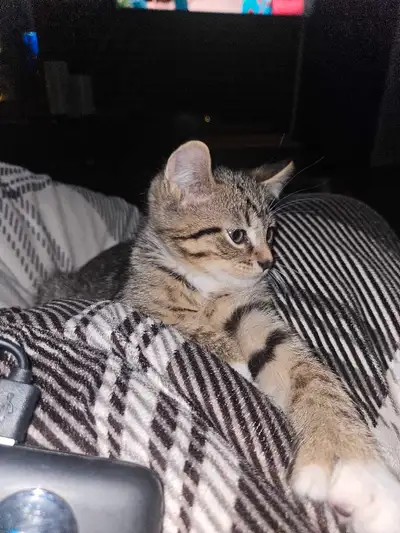 Bonjour jai 3 beaux chatons highland lynx x domestique qui se cherche une nouvelle famille. J'ai une...