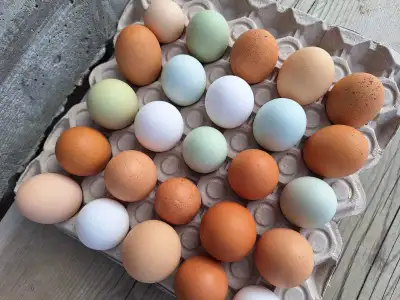 Oeufs fécondés de poules pour incubation, View more