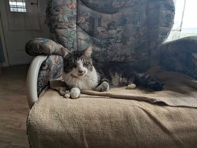 chat à vendre in Cats & Kittens for Rehoming in Saint-Hyacinthe - Image 3