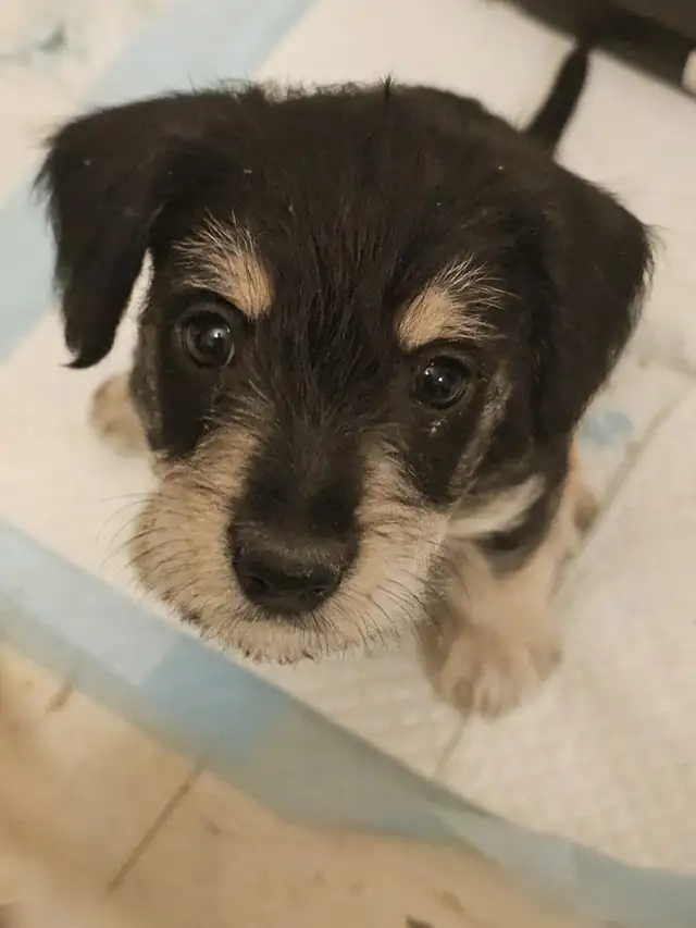 Cockapoo Schnauzer Puppies in Dogs & Puppies for Rehoming in Mississauga / Peel Region - Image 4