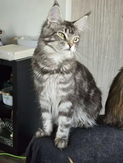 Maine coon, View more