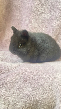  Netherland Dwarf Bunny for sale 
