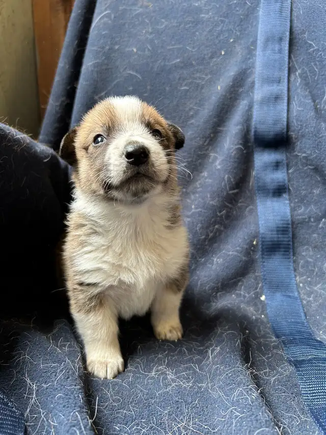 Chiot COWBOY CORGI à adopter in Dogs & Puppies for Rehoming in West Island - Image 11