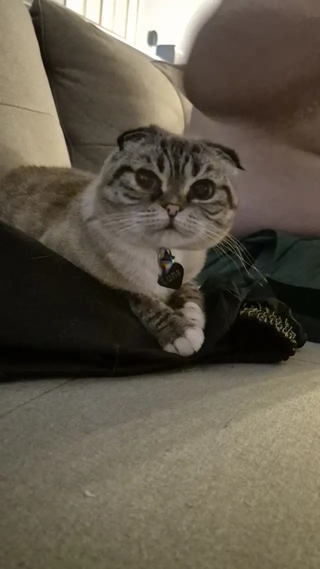 LOST CAT - Terwillegar - Scottish Fold/Siamese. PLEASE HELP in Lost & Found in Edmonton - Image 4