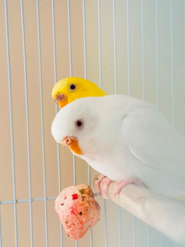 Pair ofParakeets for rehoming in Birds for Rehoming in Burnaby/New Westminster - Image 2