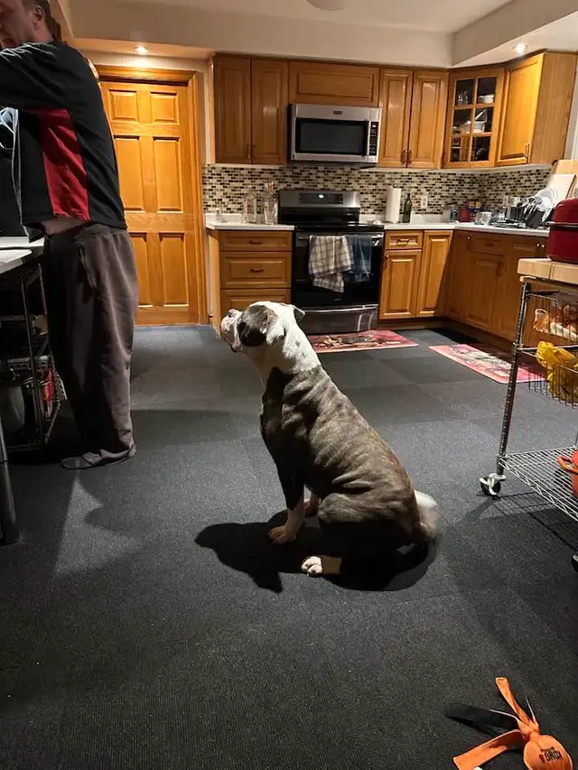 NKC PUREBRED AMERICAN BULLDOG MALE in Dogs & Puppies for Rehoming in Hamilton - Image 4
