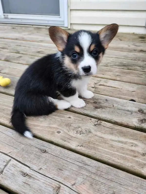Chiots Corgi in Dogs & Puppies for Rehoming in West Island - Image 4