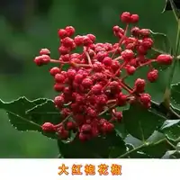 Zanthoxylum / Sichuan peppercorn plant 大红袍花椒树