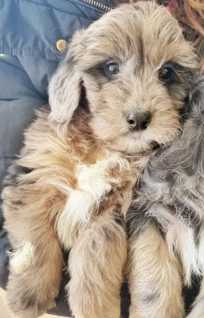 TOLLERDOODLE PUPS - a few left, View more