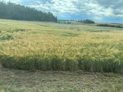50 barley silage bales, View more