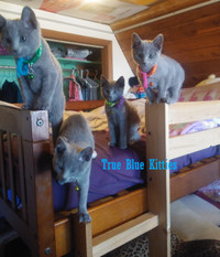 Purebred Russian Blue Kittens